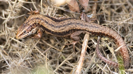 Viviparous Lizard - r75299