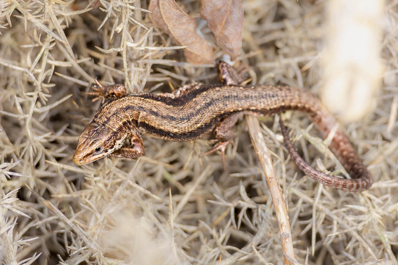Common Lizard - r75319