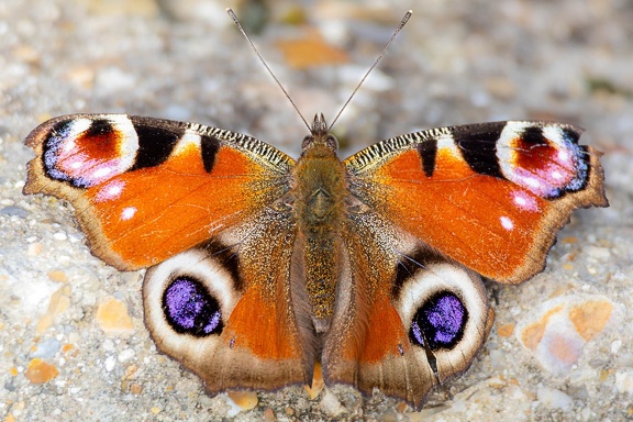 Peacock Butterfly - r75325