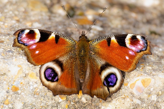 Peacock Butterfly - r75335