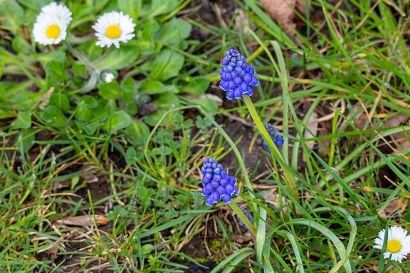 Grape Hyacinth - r74984