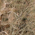 Buzzard Perched on Dead Tree - r75113