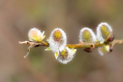 Pussy Willow Catkins - r75072