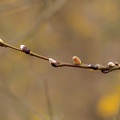 Pussy Willow Catkins Budding - r75067