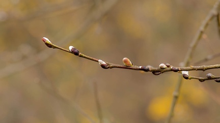 Pussy Willow Catkins Budding - r75067