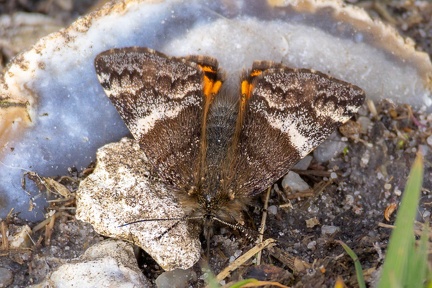 Orange Underwing Moth - r75171