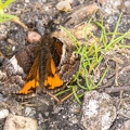 Orange Underwing Moth - r75156
