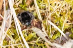 Buff-tailed Bumblebee Queen - r75184