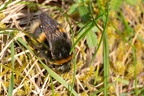 Buff-tailed Bumblebee Queen - r75187