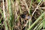 Buff-tailed Bumblebee Queen - r75337