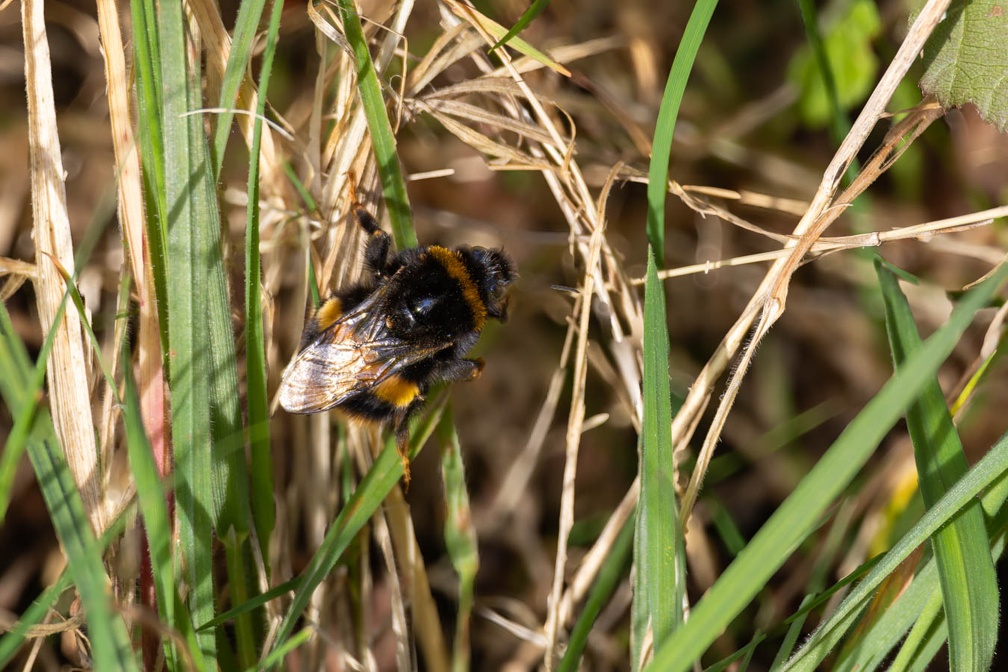 Buff-tailed Bumblebee Queen - r75341
