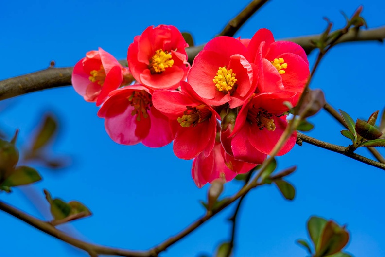 Red Blossom, Blue Sky - r75356