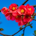 Red Blossom, Blue Sky - r75356