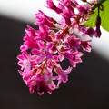 Ribes sanguineum Blossom - r75358