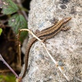 Viviparous Lizard - r75425
