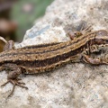 Viviparous Lizard - r75404