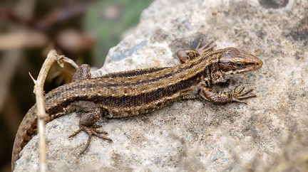 Viviparous Lizard - r75404