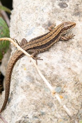 Viviparous Lizard - r75424