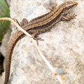 Viviparous Lizard - r75424
