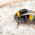 Queen Buff-tailed Bumblebee - r75526