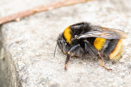 Queen Buff-tailed Bumblebee - r75526