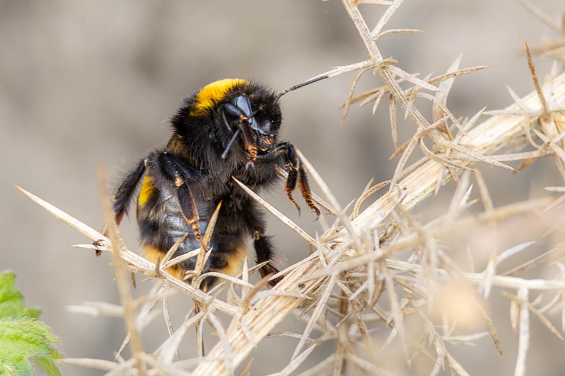 Queen Buff-tailed Bumblebee - r75529