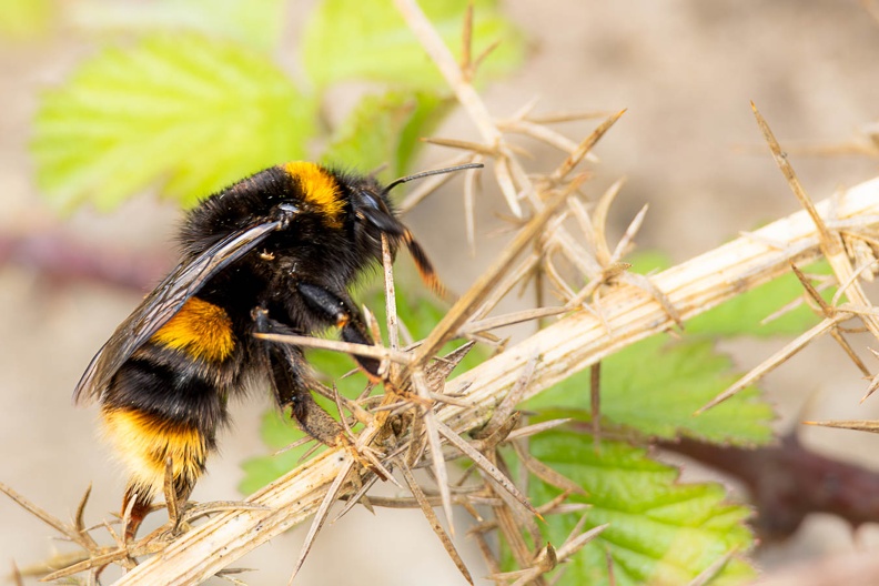 Queen Buff-tailed Bumblebee - r75536