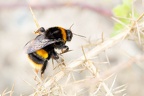 Queen Buff-tailed Bumblebee - r75531
