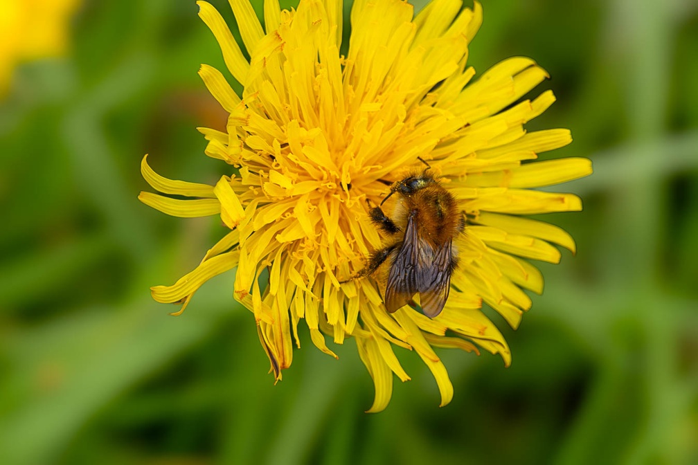 Bumblebee on Dandelion - r75384