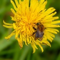 bumblebee-dandelion-g-r75384.jpg