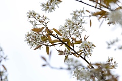 Juneberry Tree in Blossom - r75509