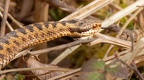 Female Adder Snake -r75579-SR