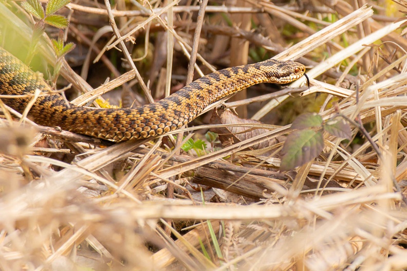 Female Adder Snake - r75577