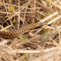 Female Adder Snake - r75579