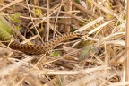 Female Adder Snake - r75579