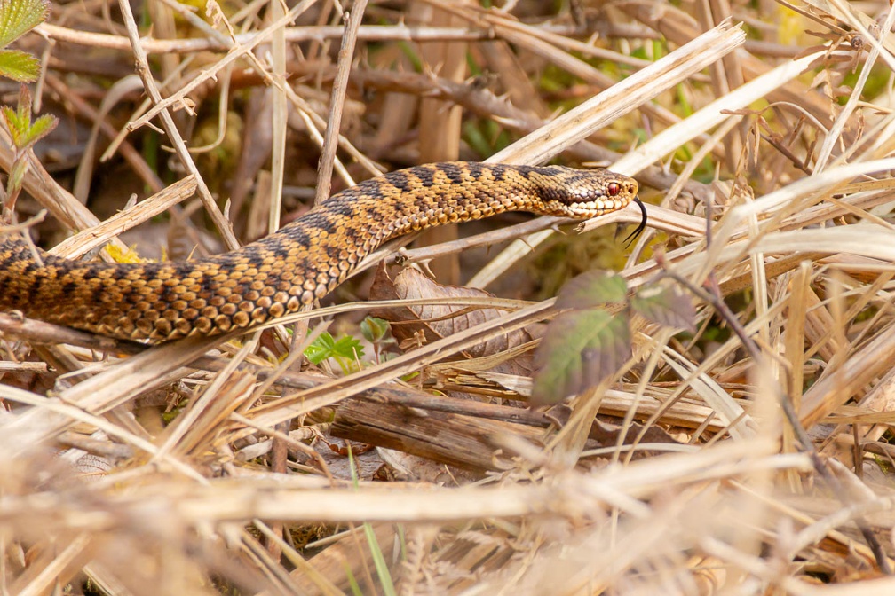 Female Adder Snake - r75582