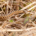 Female Adder Snake - r75582