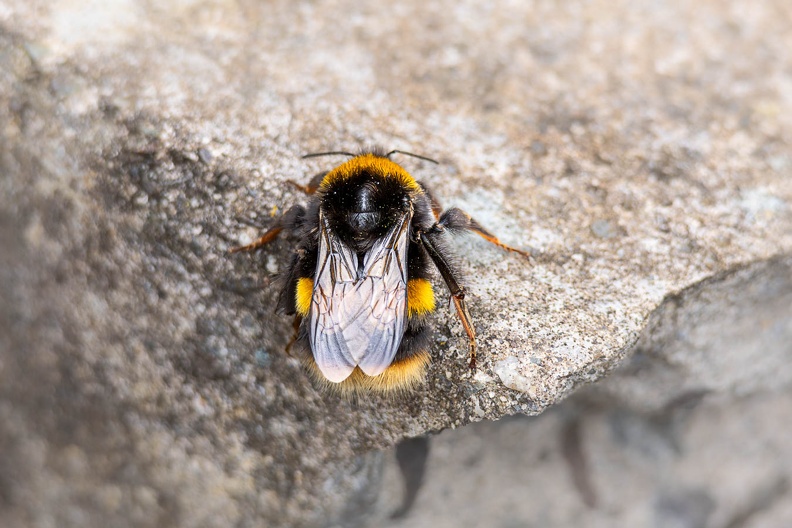 Queen Buff-tailed Bumblebee - r75573