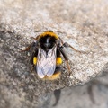 Queen Buff-tailed Bumblebee - r75573