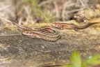 Viviparous or Common Lizards - r75670