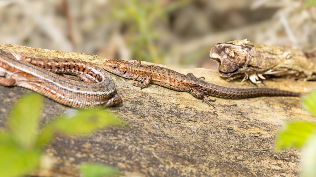 Viviparous or Common Lizards - r75692