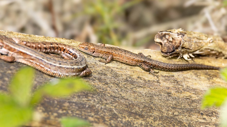 Viviparous or Common Lizards - r75691