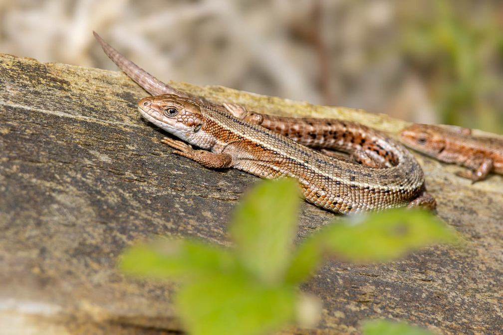 Viviparous or Common Lizards - r75695
