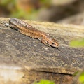 Viviparous or Common Lizard - r7572