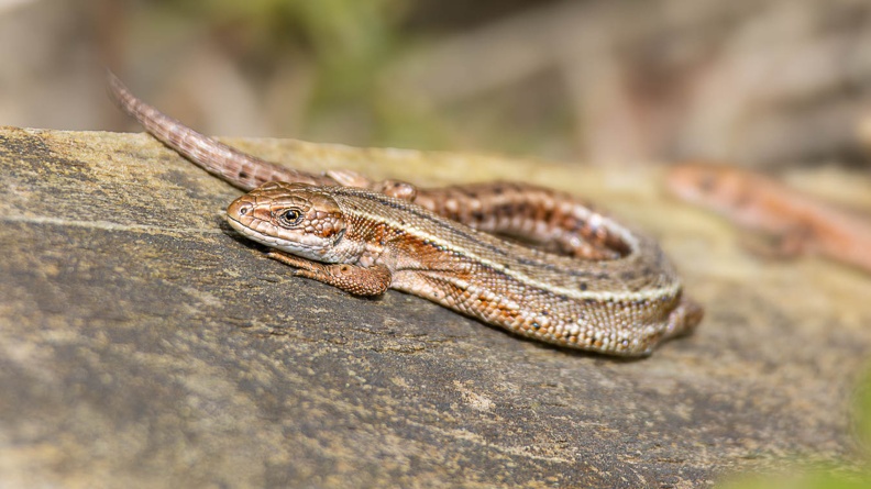 Viviparous or common lizard - r75630