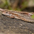 Viviparous or Common Lizards - r75676