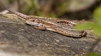 Viviparous or Common Lizards - r75676