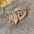 Viviparous or Common Lizard - r75719