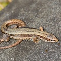 Viviparous or Common Lizard - r75730