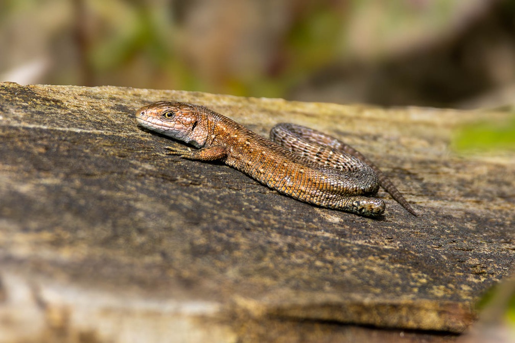 Viviparous or Common Lizard - r75766